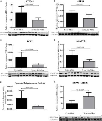 Proteomic Analysis of Placental Mitochondria Following Trophoblast Differentiation